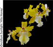 orchid 037.jpg